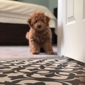 Meet your Posher, Ingrid